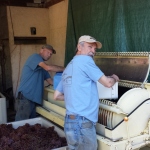 two men putting grapes into a crusher