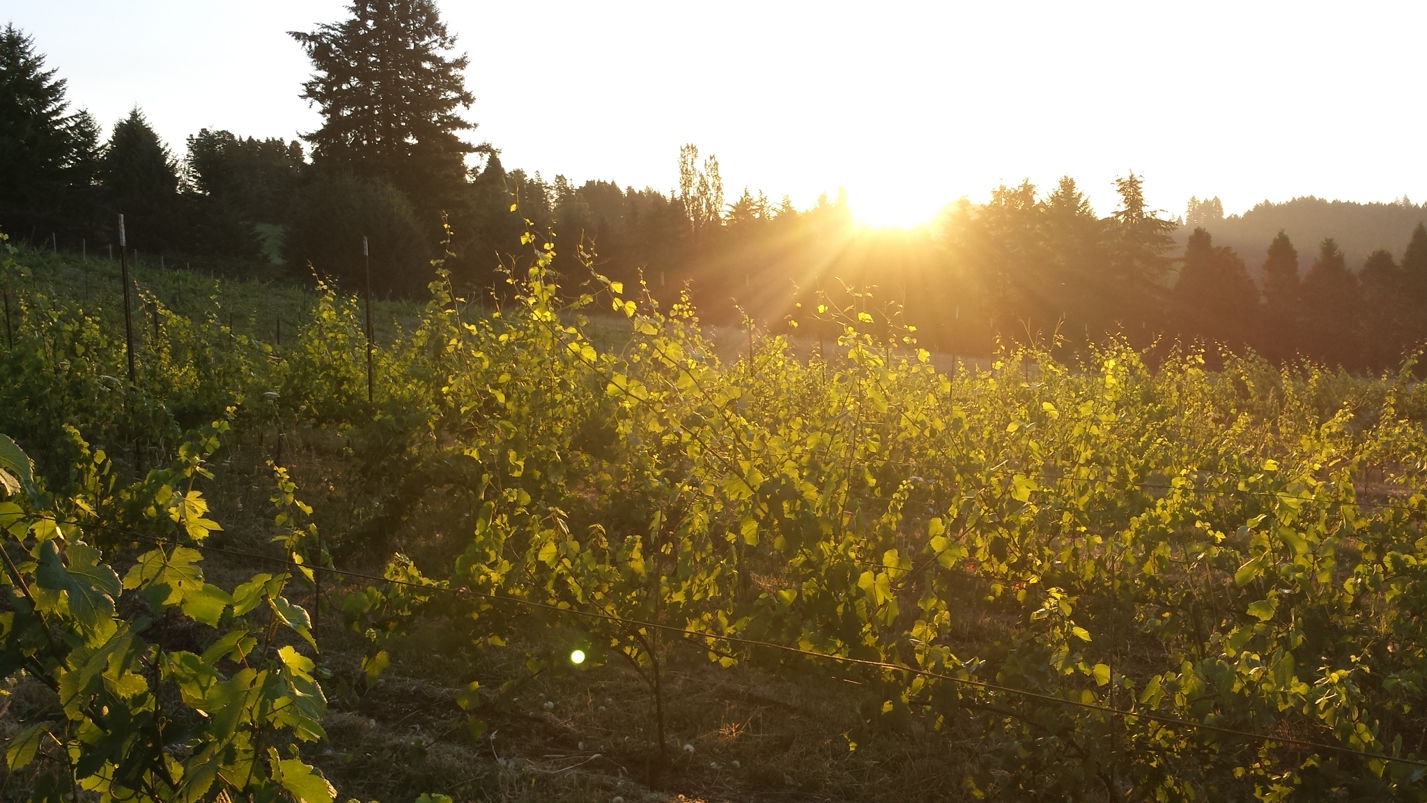 Sunrise at Helvetia Vineyards